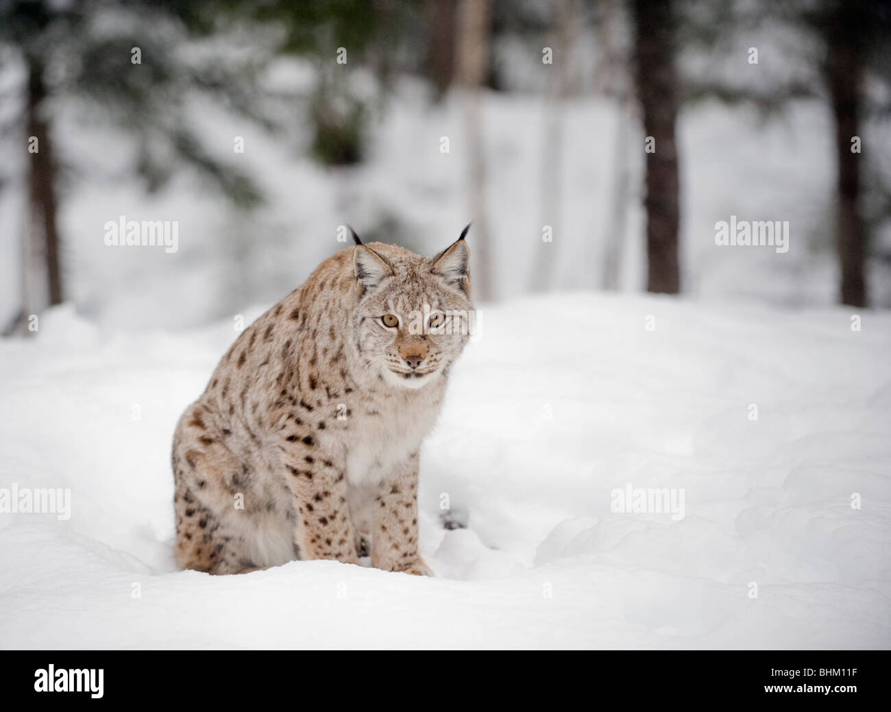 Lynx dans la neige Banque D'Images