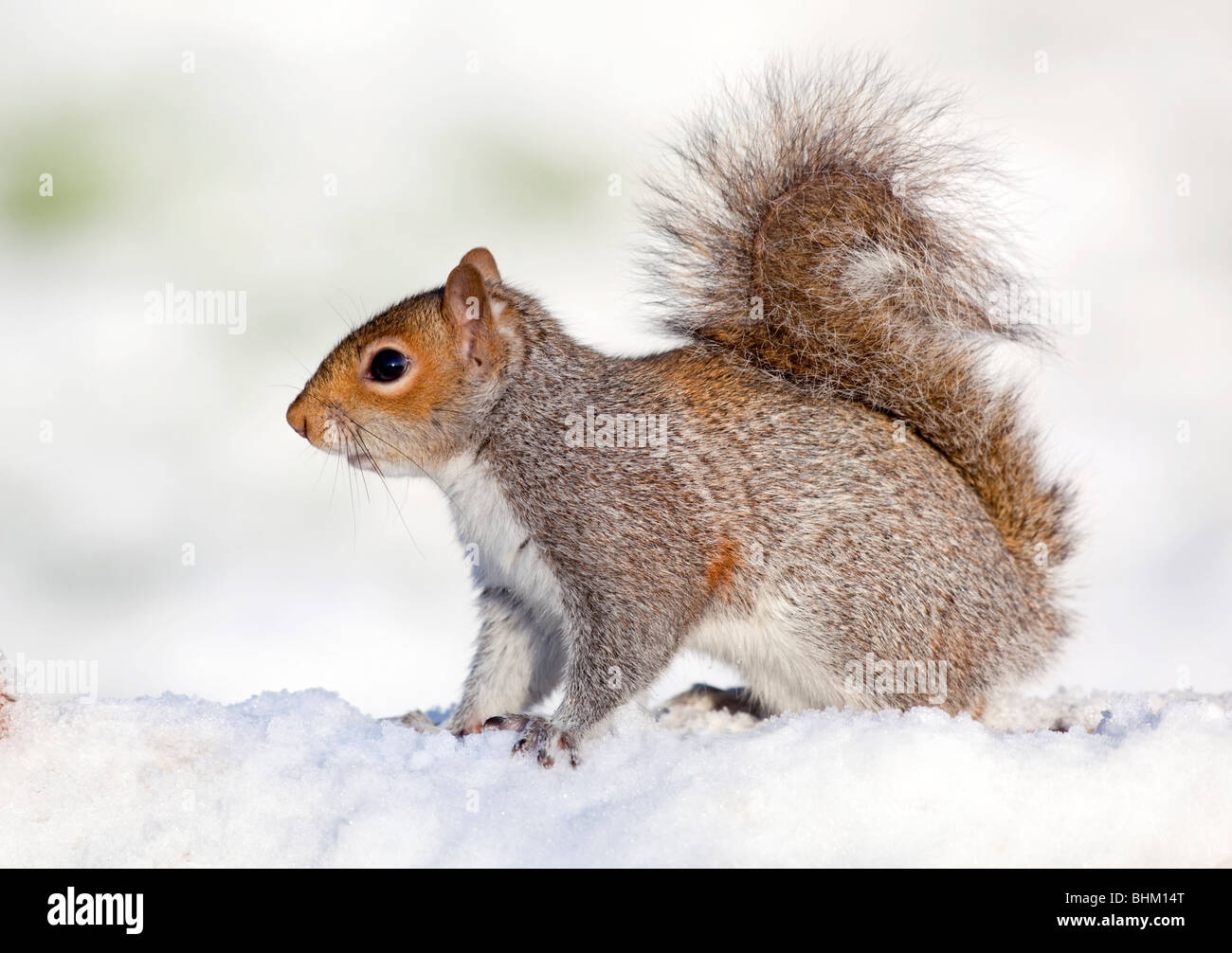 L'écureuil gris Sciurus carolinensis ; ; dans la neige Banque D'Images