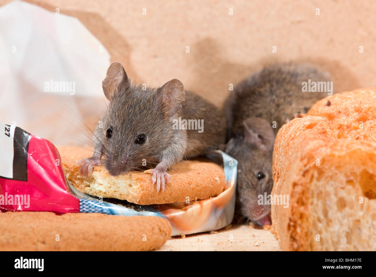 La souris Mus musculus House ; ; avec des biscuits et du pain Banque D'Images