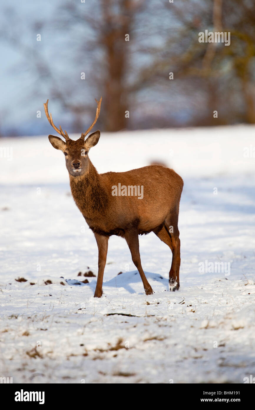 Red Deer ; Cervus elaphus ; jeunes ; cerf dans la neige Banque D'Images