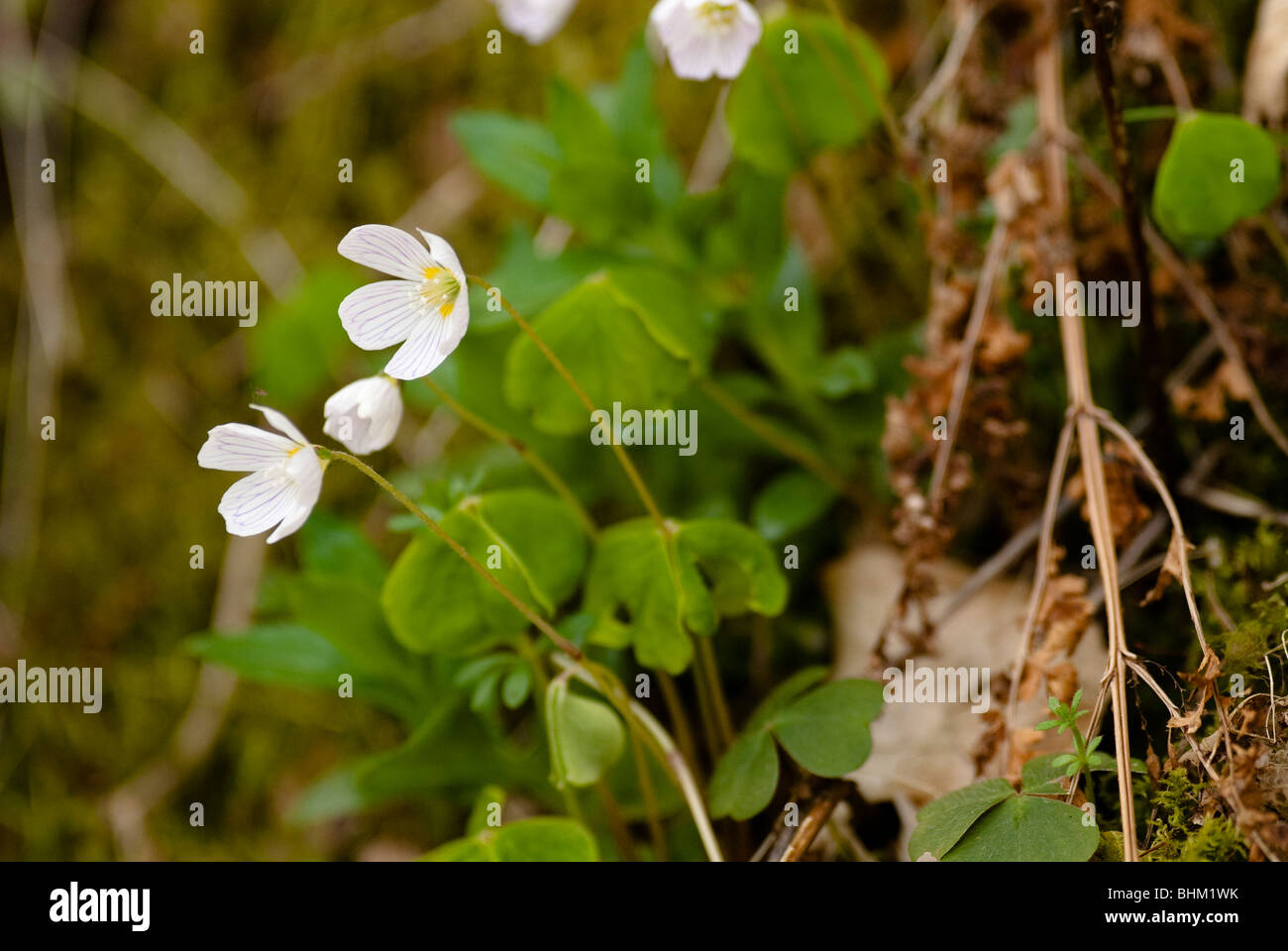 L'oxalide de Dillénius commune est une plante du genre Oxalis, dans la plupart des communes de l'Europe et dans certaines régions d'Asie. Banque D'Images