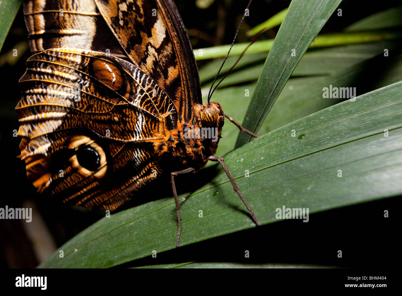 Yellow-Edged Giant-Owl (Caligo atreus) papillon, Parc de la tête d'or Parc de la tête d'Or (vivarium), Lyon, France Banque D'Images