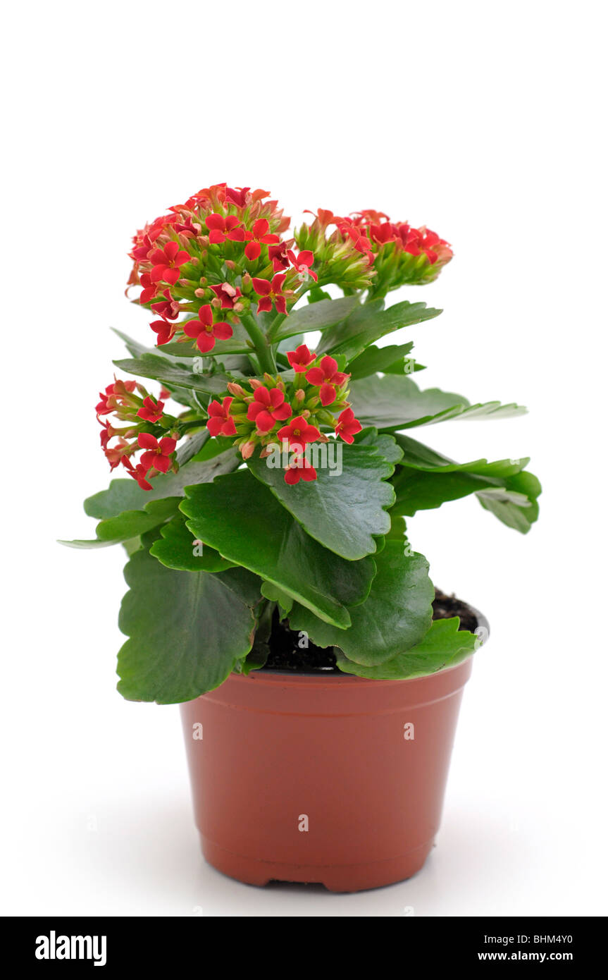 Plantes en pot - Kalanchoe Banque D'Images