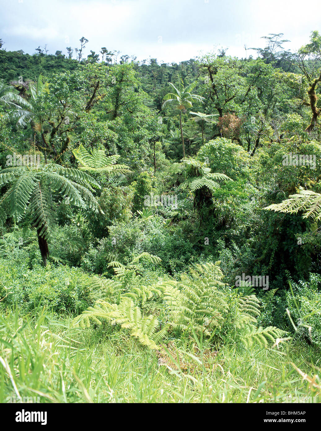 Paysage de forêt tropicale, l'île d'Upolu, Samoa Banque D'Images