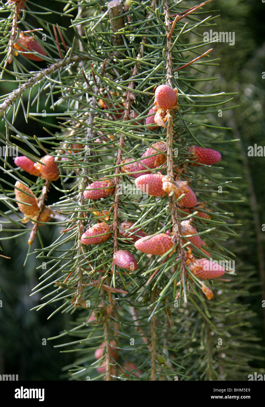 Les cônes de l'épinette Brewer Brewer's aka, Picea breweriana Weeping Spruce, Pinaceae Banque D'Images