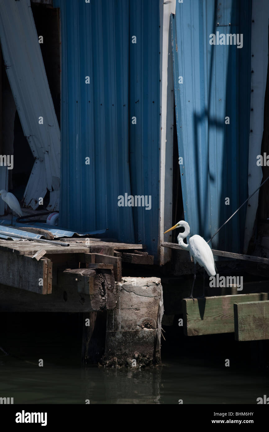 Grande Aigrette Casmerodius albus debout sur le quai Galveston Texas USA Banque D'Images