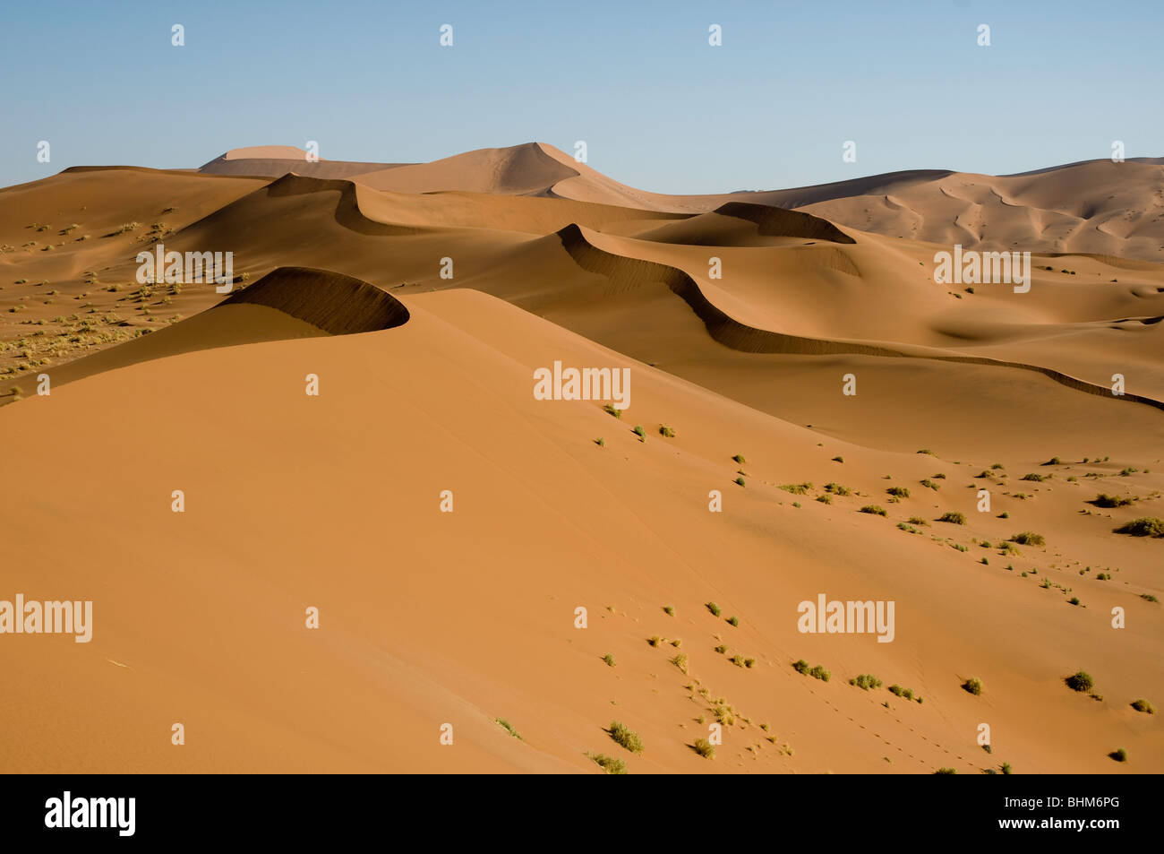 Dunes rouges du désert du Namib, en fin d'après-midi, belle lumière, golden sands Banque D'Images