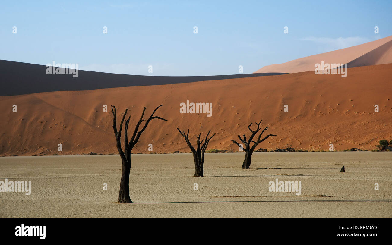 Arbres morts dans la boue sèche, pan Dead Vlei, Sesriem, Namibie désert. Dunes rouges. La masse de la sécheresse. Banque D'Images