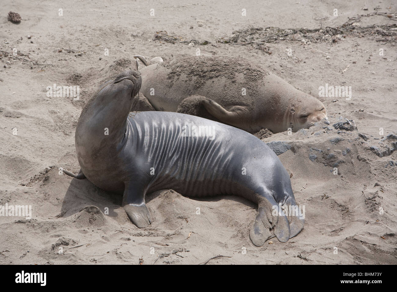 Les éléphants de mer portant sur une plage de la californie centrale la mue Banque D'Images