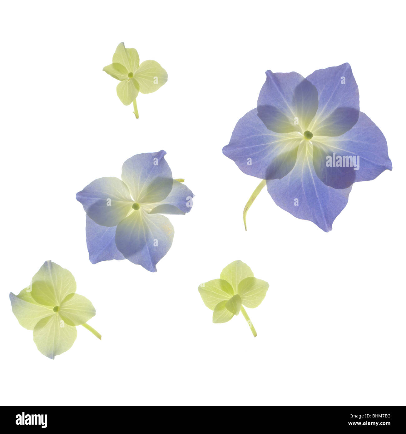 Scan de l'hortensia bleu et vert pétales de fleurs. Cut-out isolé sur fond blanc. Découpe découpe Banque D'Images