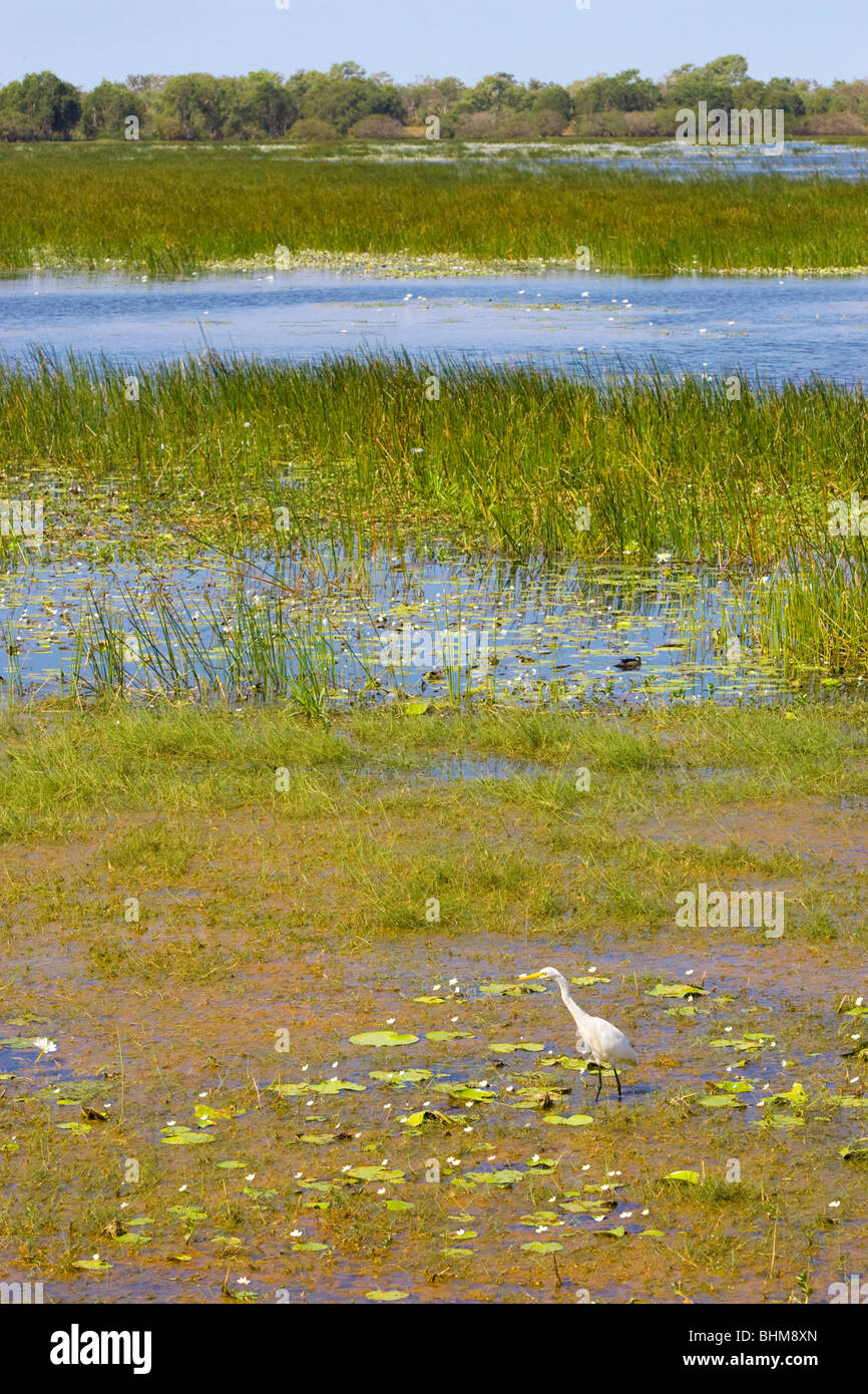 Les Grandes Aigrettes (Ardea alba) à Mamukala Wetlands dans le Kakadu National Park, Territoire du Nord, Australie Banque D'Images