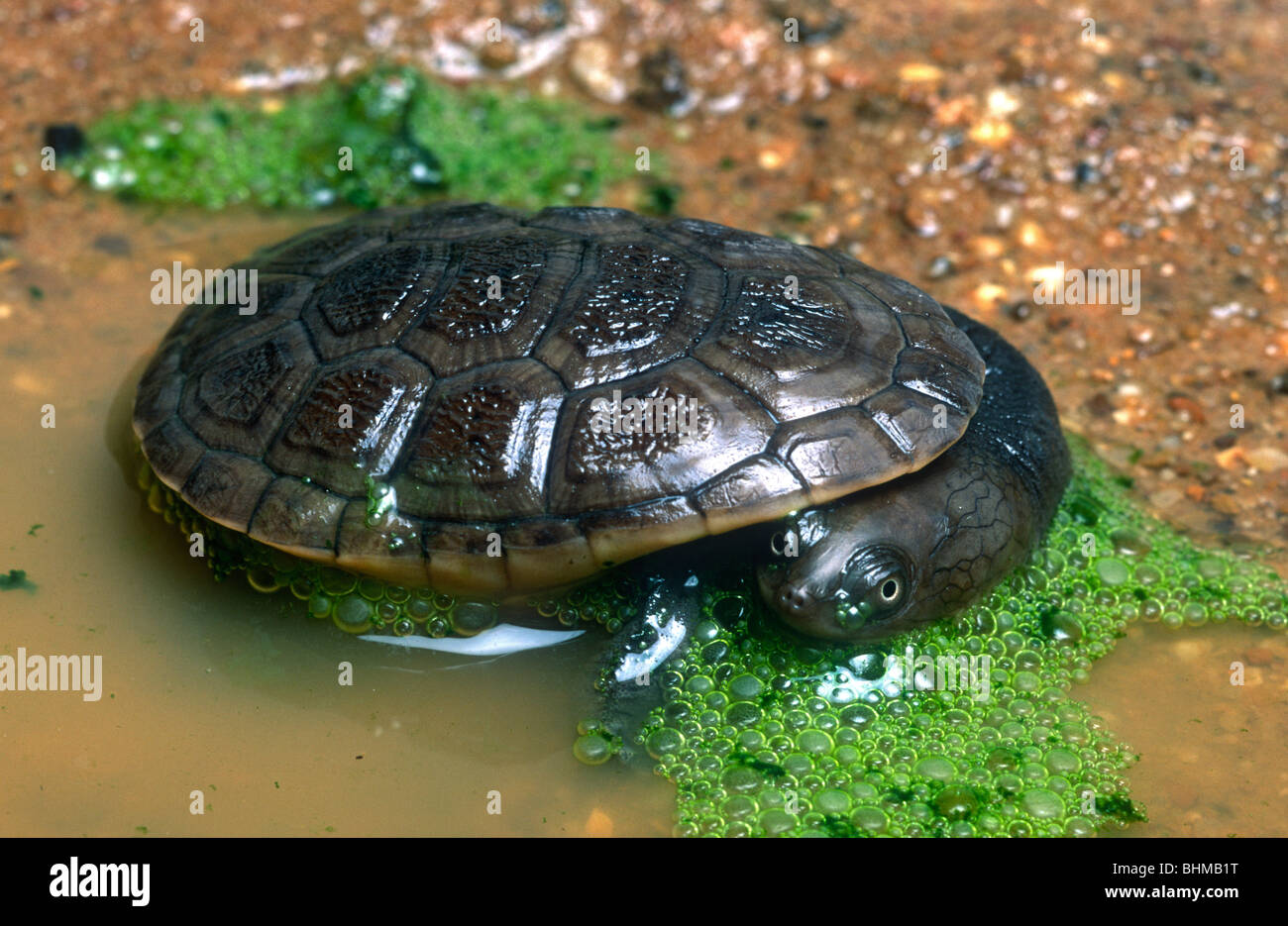 Tortue serpent oblong, Chelodina oblonga, W. L'Australie Banque D'Images