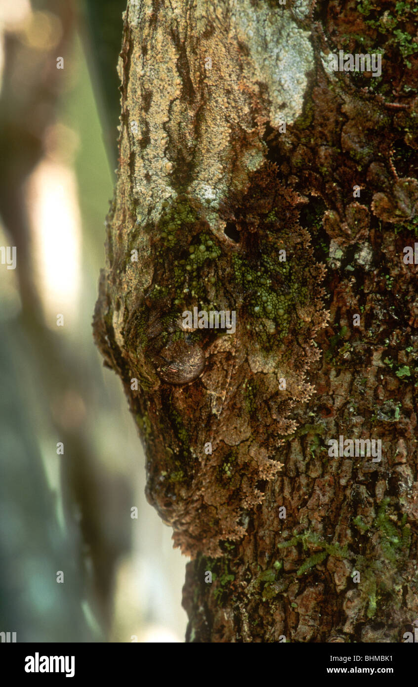 Sikora, ou mousse, Leaf-Tailed Uroplatus sikorae, Gecko, Madagascar (tête) Banque D'Images