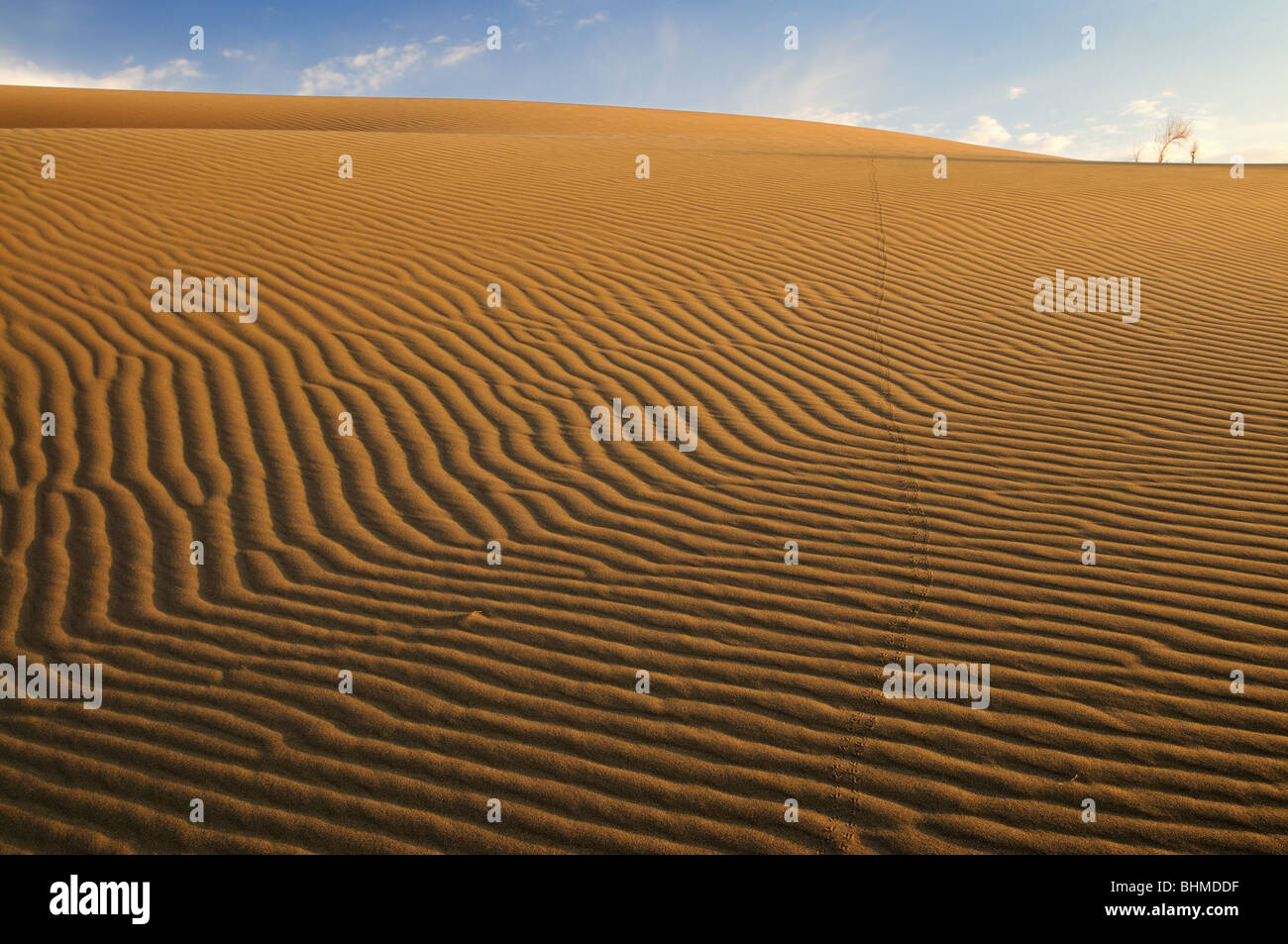 Dune de sable Altyn-Emel National Park, au Kazakhstan. Banque D'Images