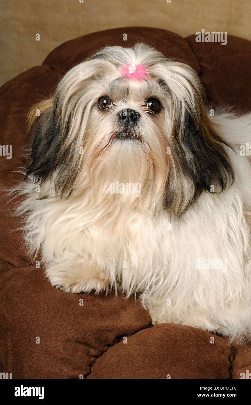Shih-tzu portrait de chien, femelle 8 mois Photo Stock - Alamy