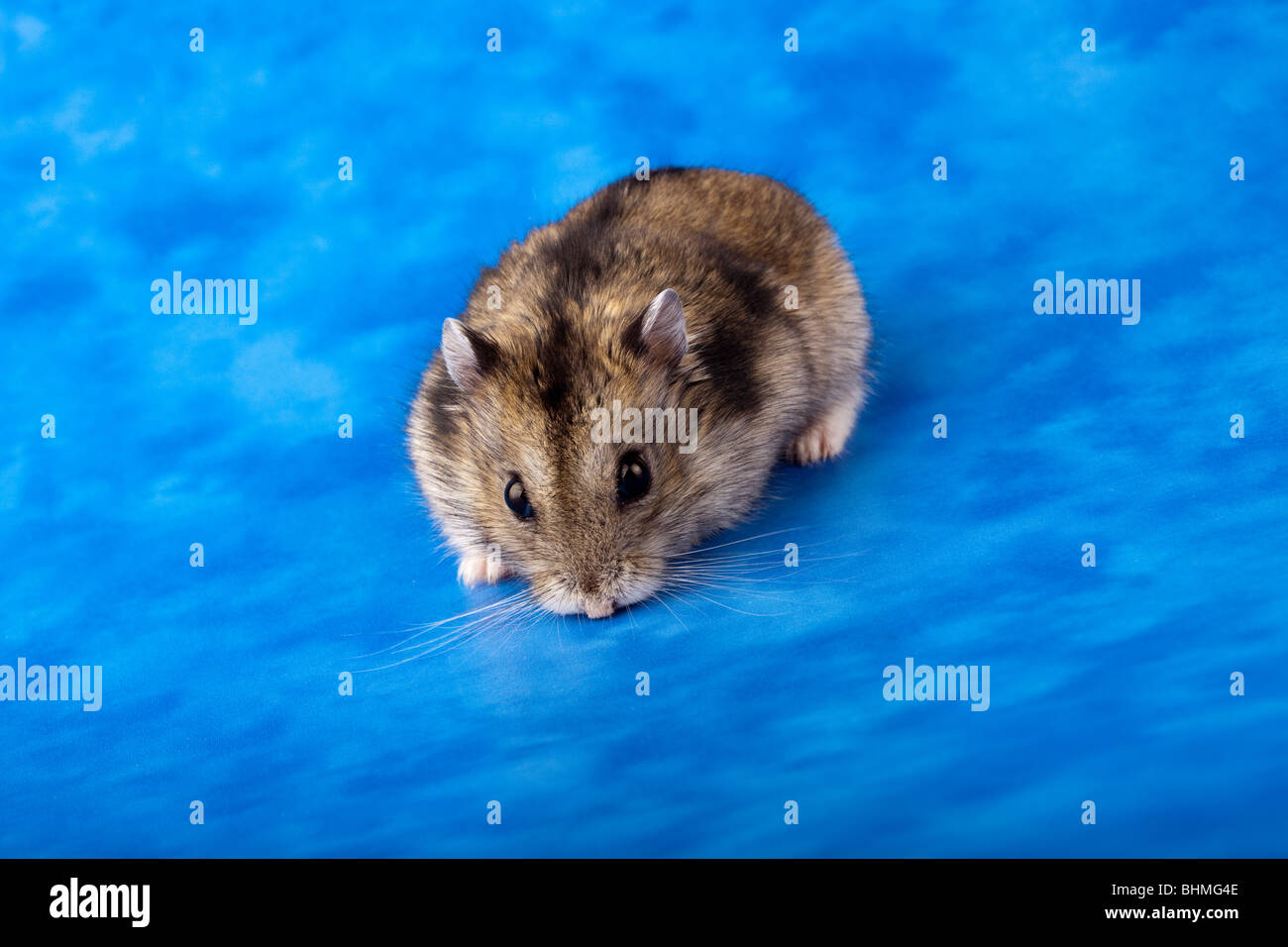 Russe blanc hiver hamster nain en studio sur un fond bleu Photo Stock -  Alamy
