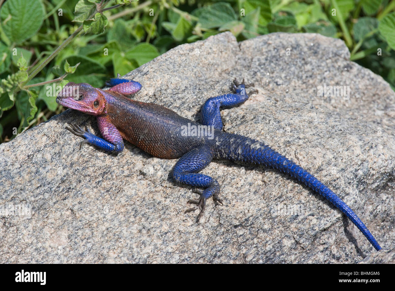 Lézard Agama commun Tanzanie Serengeti repos E L'Afrique, par Fritz Polking/Dembinsky Assoc Photo Banque D'Images