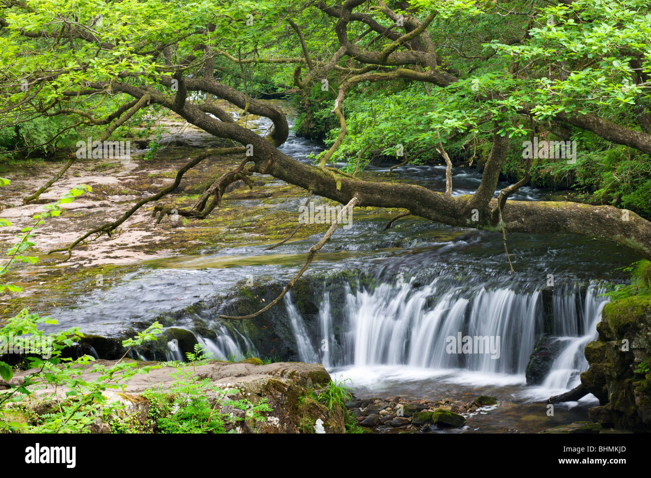 L'Nedd Fechan River at Horseshoe Falls, parc national de Brecon Beacons, Mid Glamorgan, Pays de Galles, Royaume-Uni. En été (juin) 2009 Banque D'Images