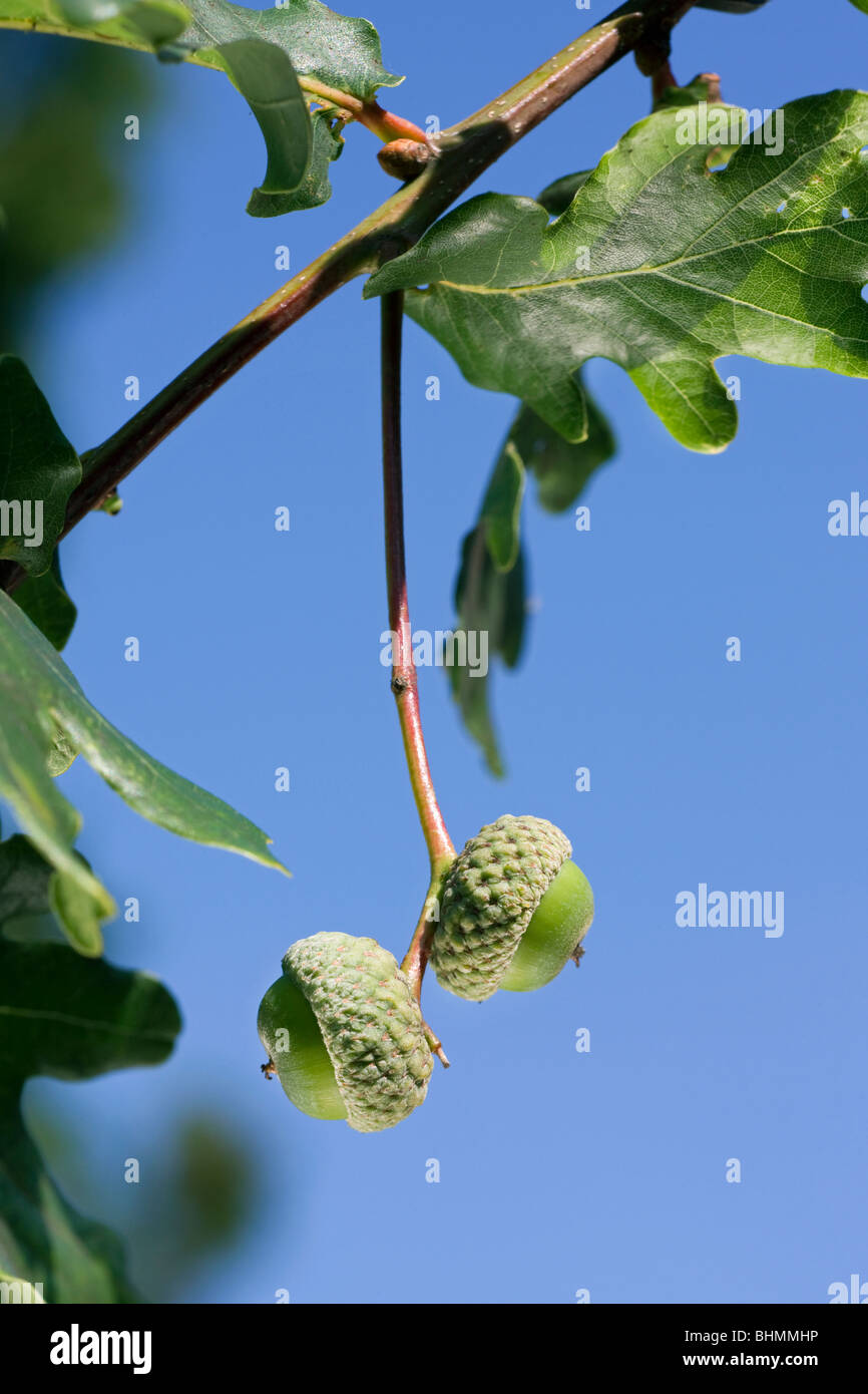 Pendunculate / chêne anglais chêne (Quercus robur) les glands et les feuilles au printemps, Belgique Banque D'Images