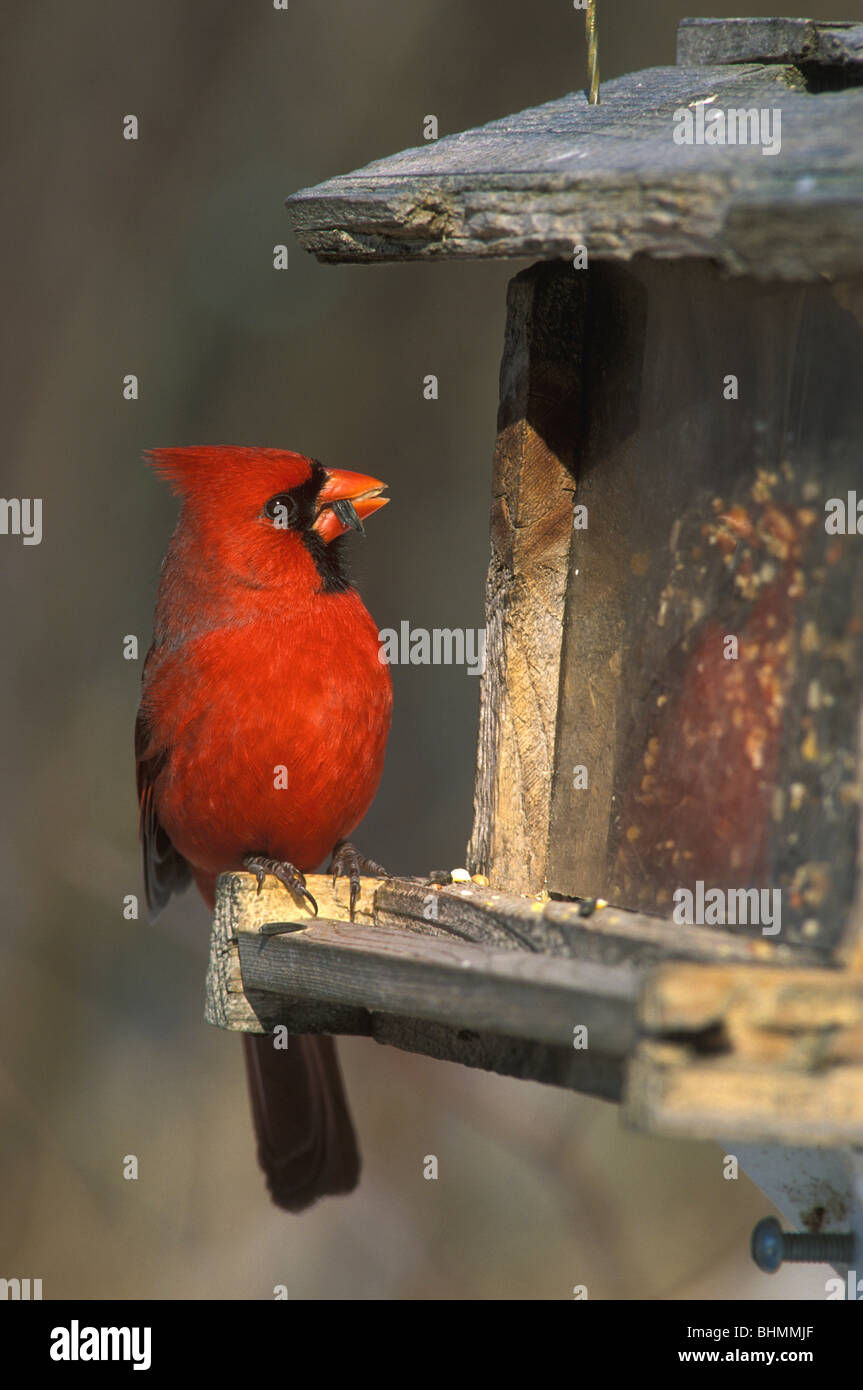 Le Cardinal rouge Cardinalis cardinalis mâle de manger les graines de tournesol à la mangeoire de l'Amérique du Nord, par aller Moody/Dembinsky Assoc Photo Banque D'Images