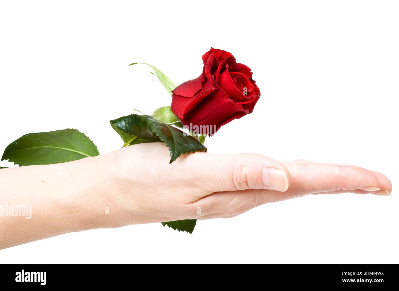 Rose rouge sur la main beau geste Banque D'Images