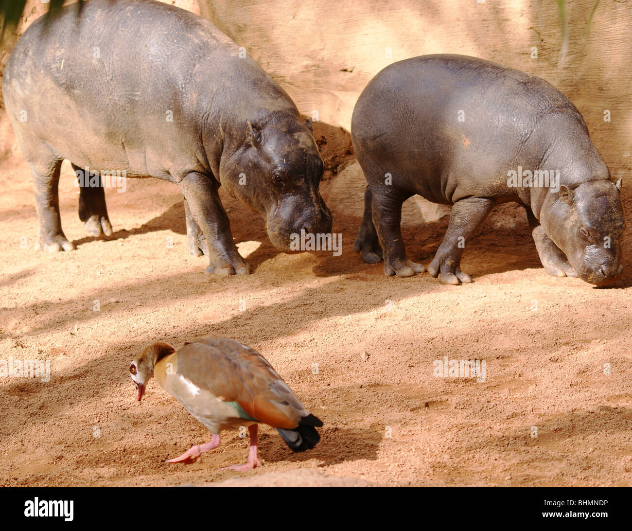 Mère et bébé hippopotame Zoo pygmée avec un gentil Duck Tours par Banque D'Images