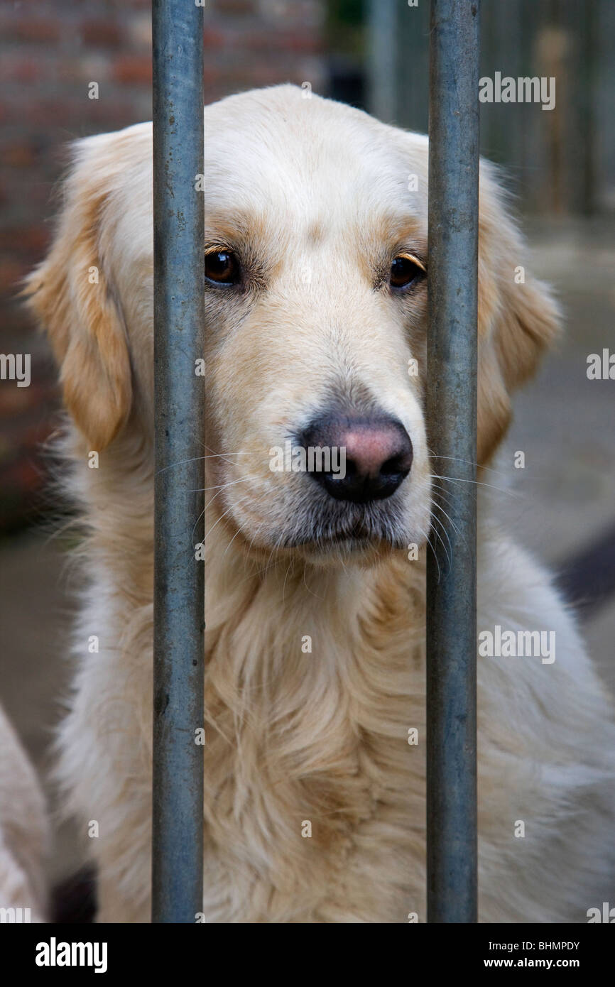 Golden Retriever (Canis lupus familiaris) derrière les barreaux dans la cage Banque D'Images
