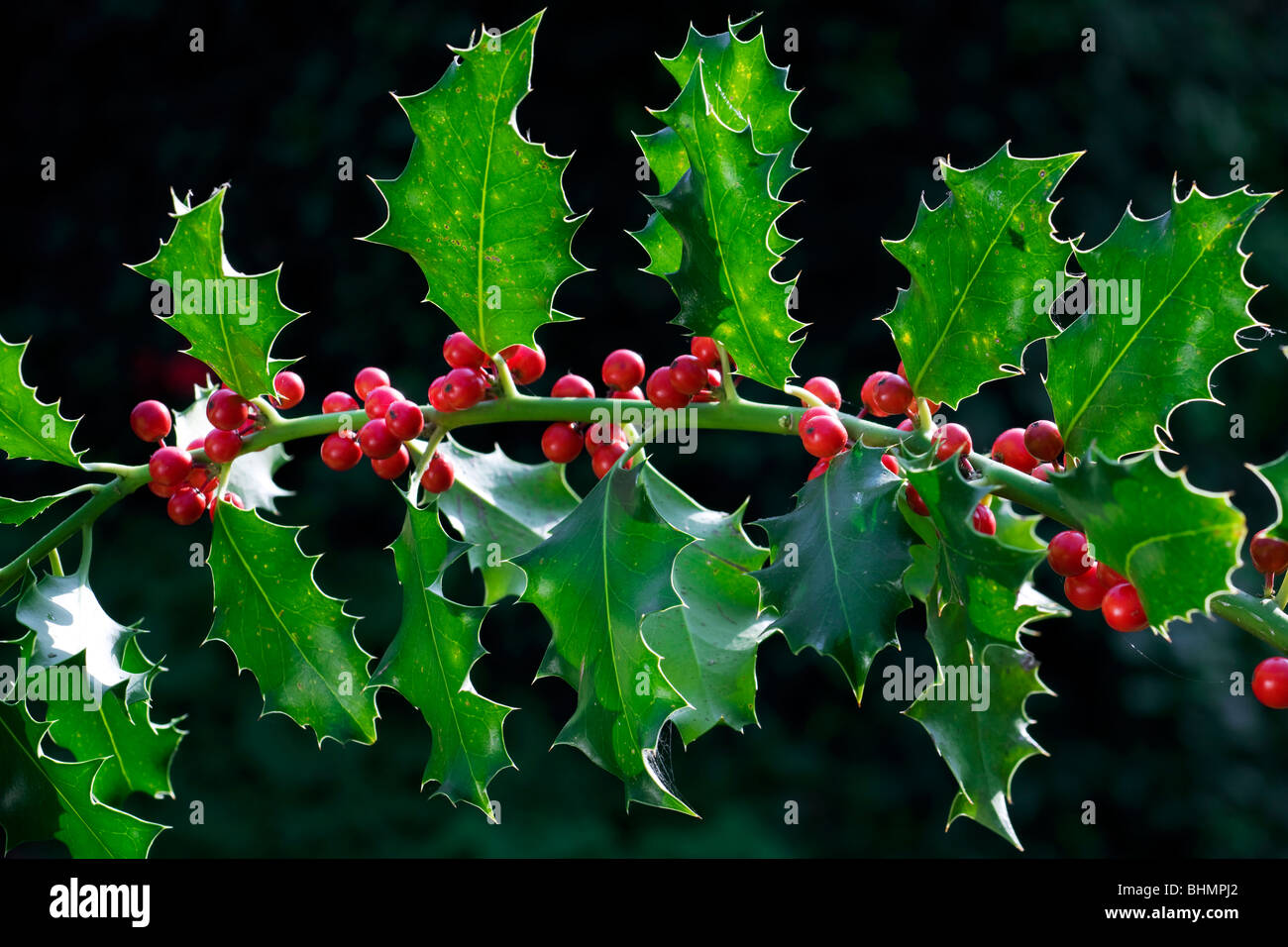 Le houx (Ilex aquifolium européenne) fruits rouges et de feuilles, Belgique Banque D'Images