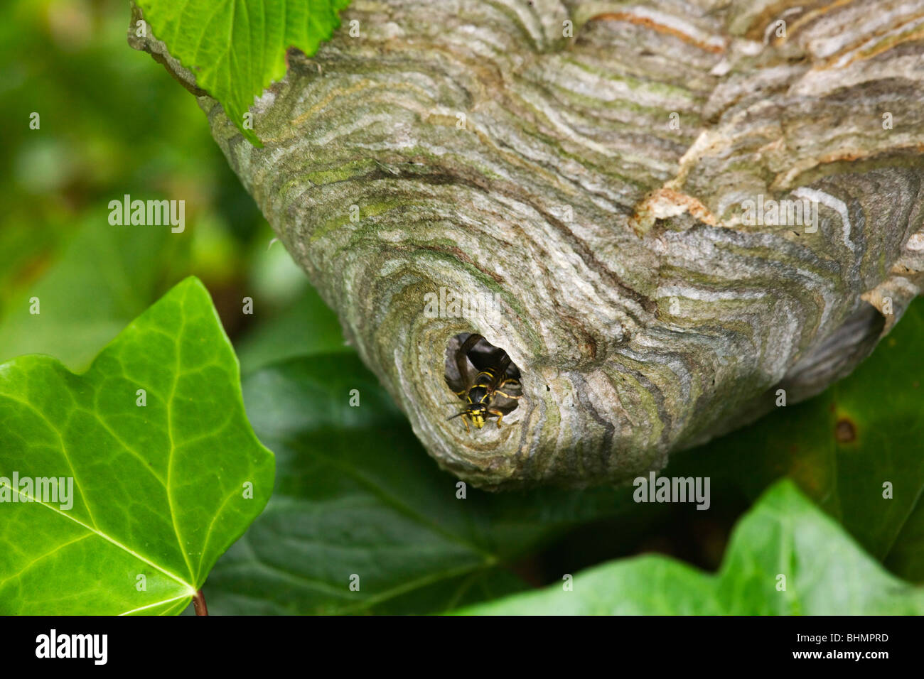 Frelon européen (Vespa crabro) niche en arbre, Belgique Banque D'Images