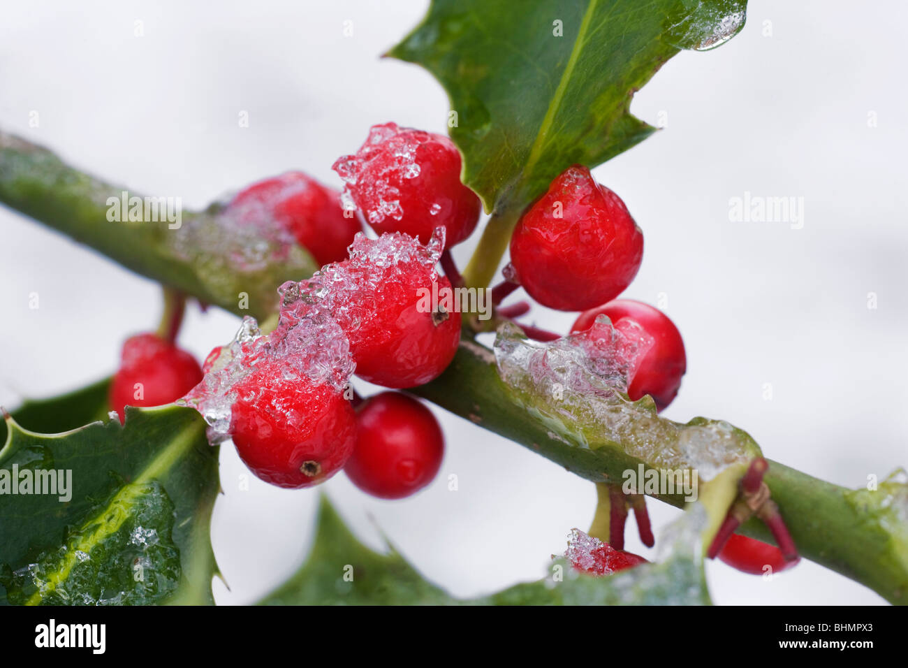 Le houx (Ilex aquifolium européenne) fruits rouges et de feuilles dans la neige en hiver Banque D'Images