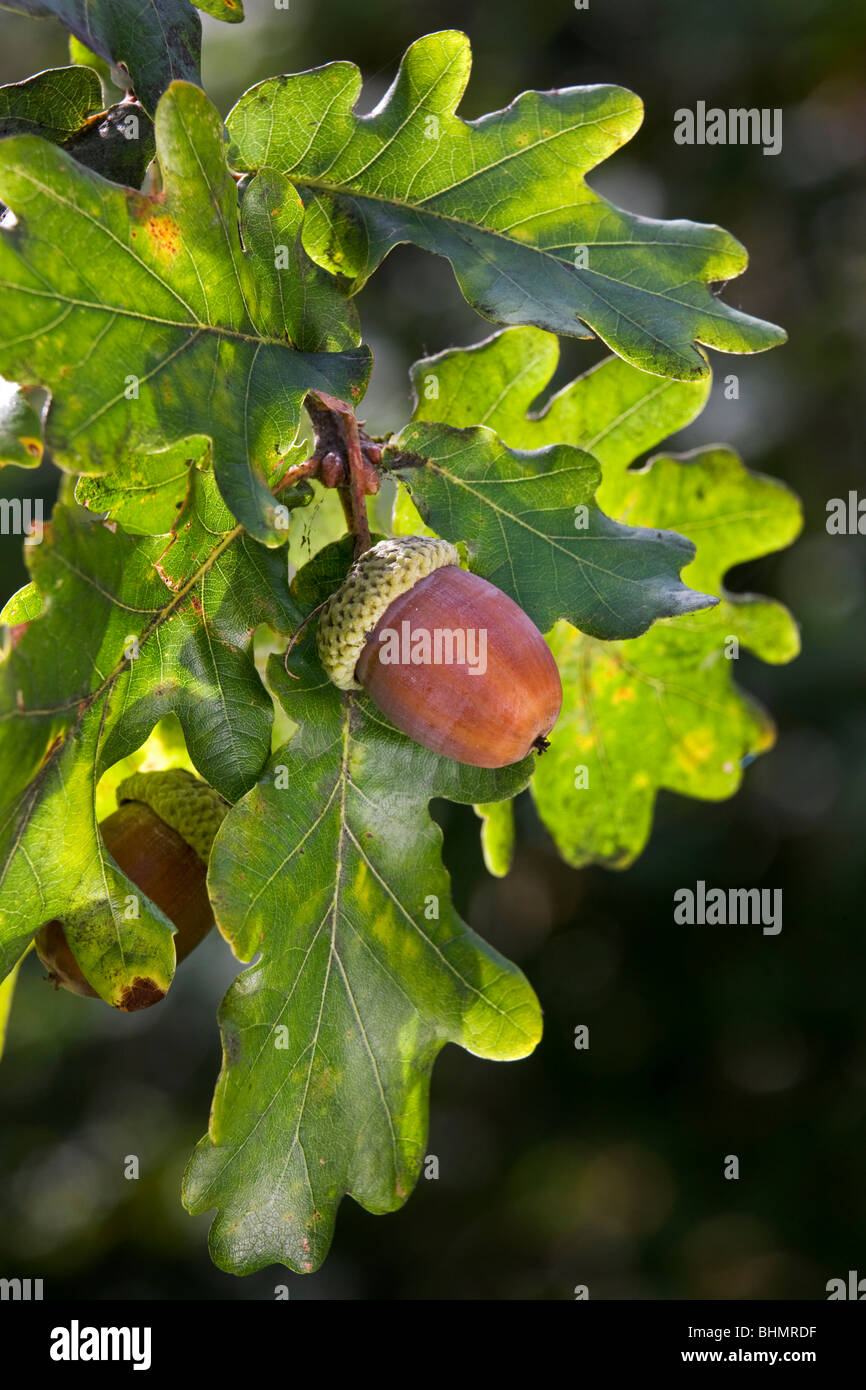Pendunculate / chêne anglais chêne (Quercus robur) les glands et les feuilles, Belgique Banque D'Images