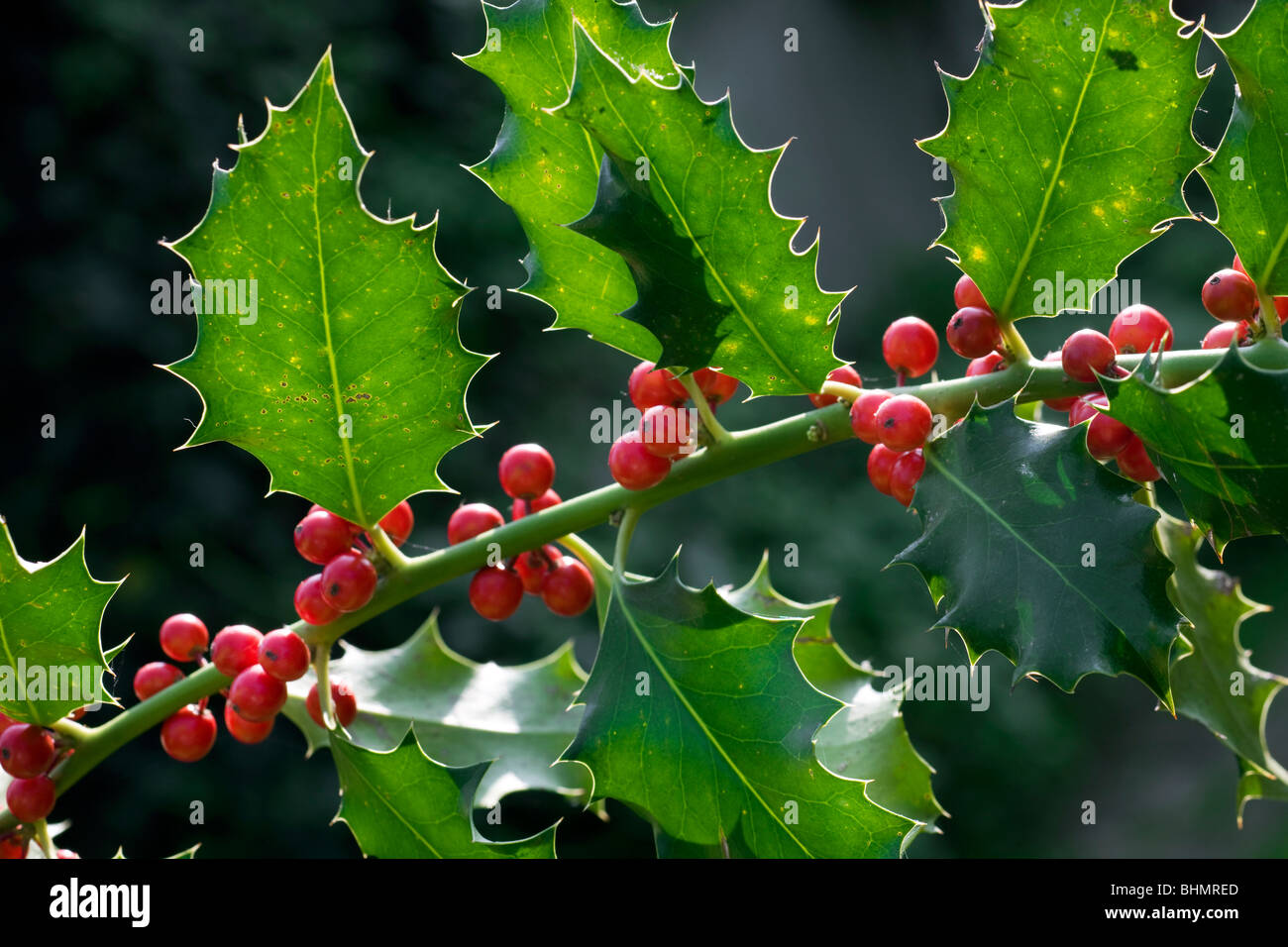 Le houx (Ilex aquifolium européenne) fruits rouges et de feuilles, Belgique Banque D'Images
