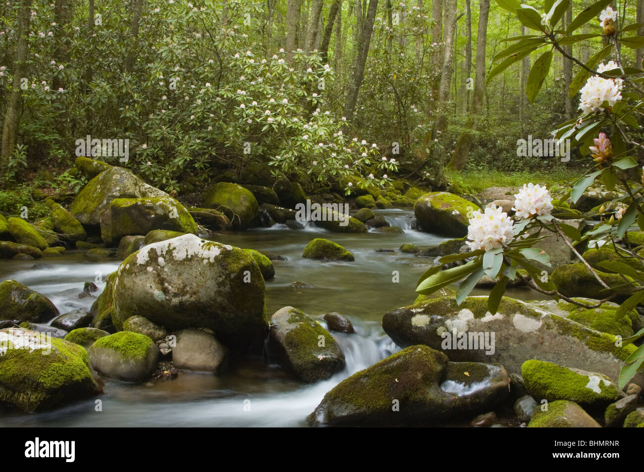 Se précipitant ruisseau de montagne, parc national des Great Smoky Mountains, North Carolina Banque D'Images