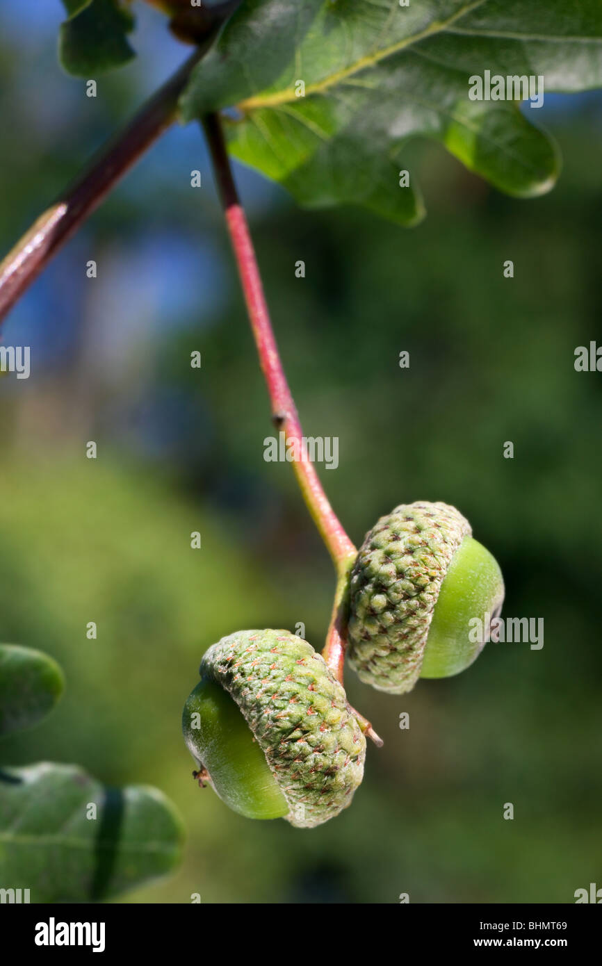 Pendunculate / chêne anglais chêne (Quercus robur) les glands et les feuilles au printemps, Belgique Banque D'Images