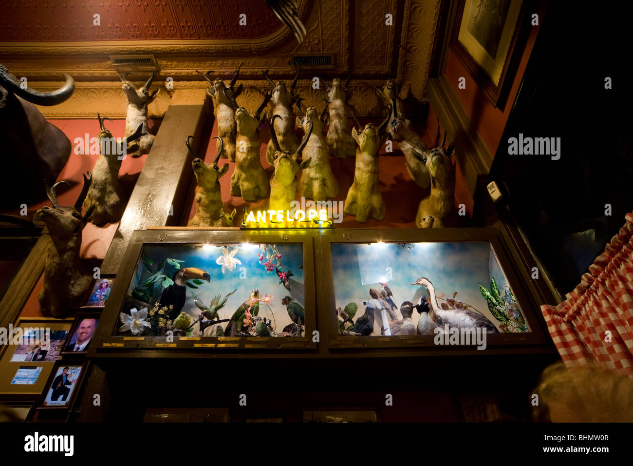 Trophées de chasse sur le mur de l'échange de Buckhorn, le plus ancien restaurant de Denver, une vieille-ouest steakhouse. Banque D'Images