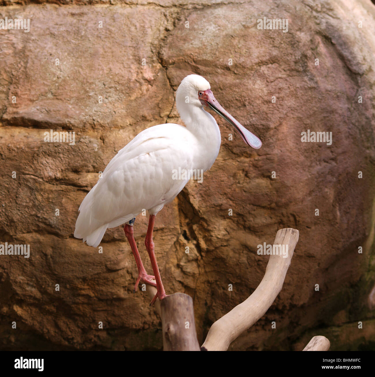 L'AFRIQUE BLANCHE spatule d'OISEAU SUR UNE BRANCHE AU ZOO Banque D'Images