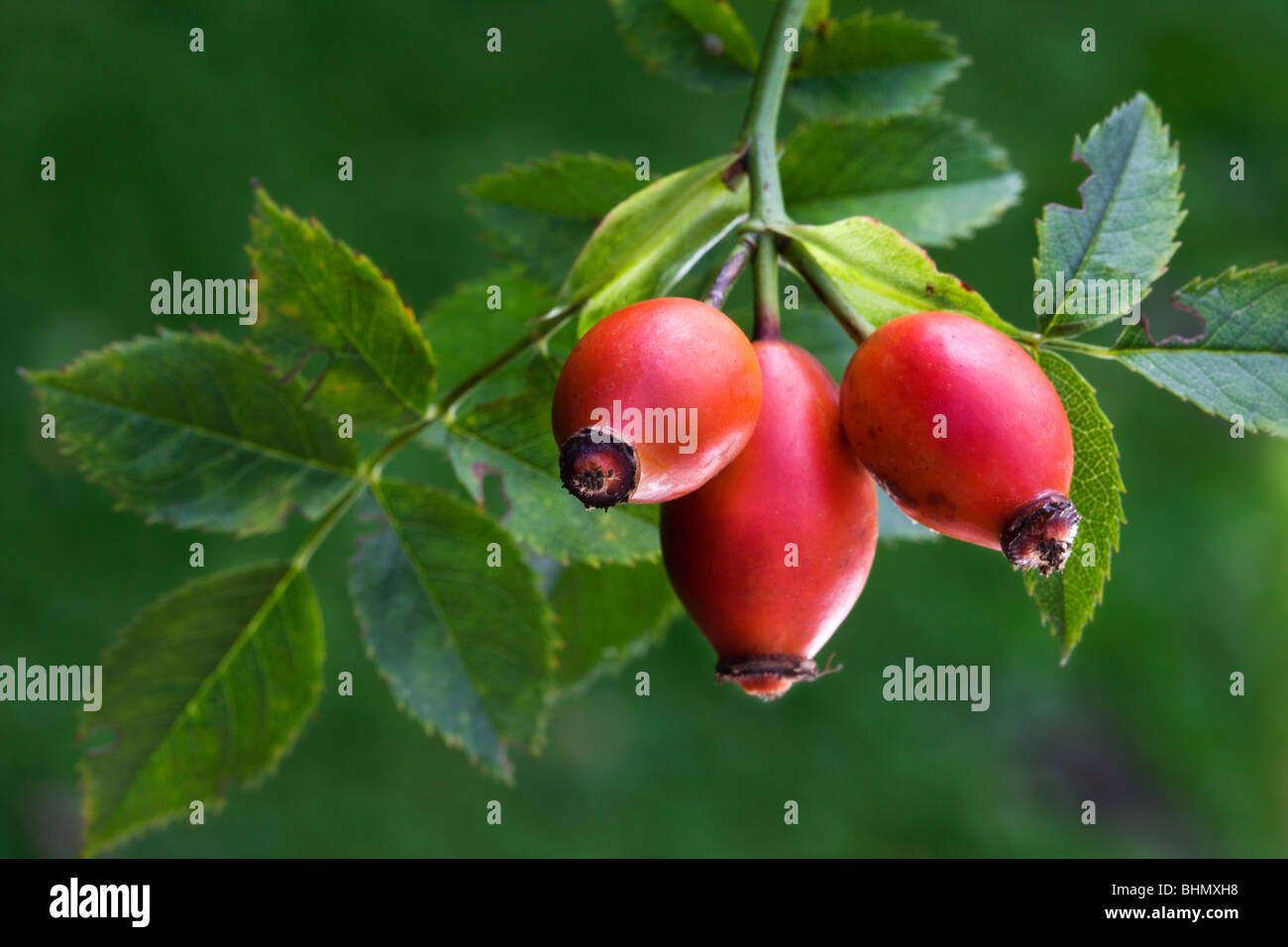 Les hanches de Dog Rose / Rose / Rose hip Haw (rosa canina), Belgique Banque D'Images