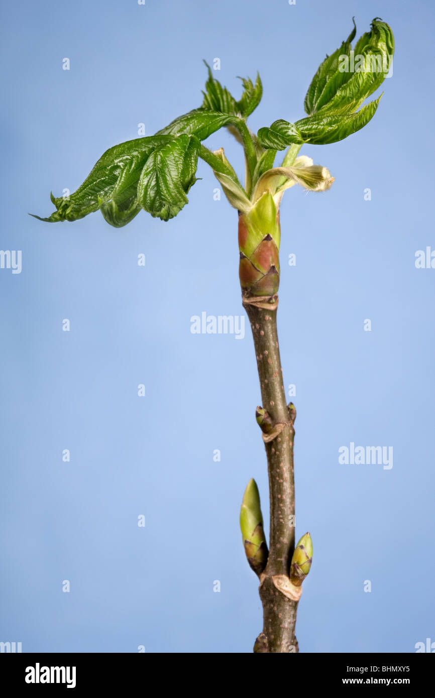 L'érable sycomore (Acer pseudoplatanus) bud avec de nouvelles feuilles Banque D'Images