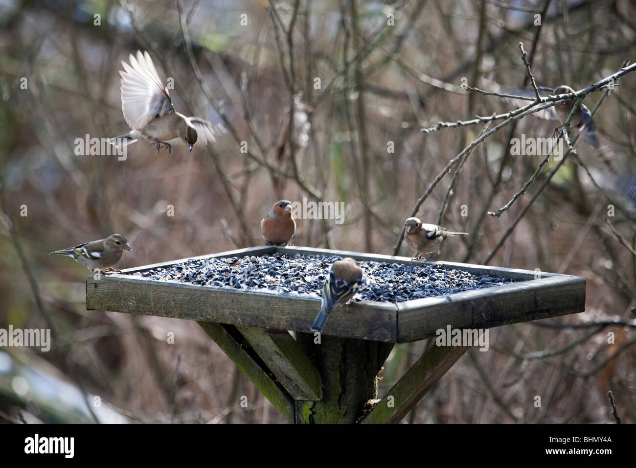 En vol - Jardin des oiseaux à table d'alimentation Banque D'Images