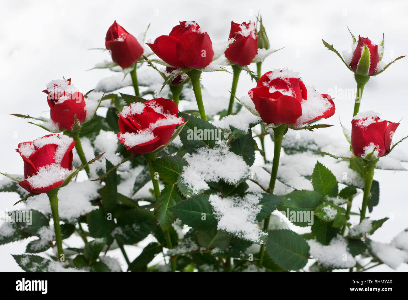 Roses rouges dans la neige en hiver, Belgique Banque D'Images