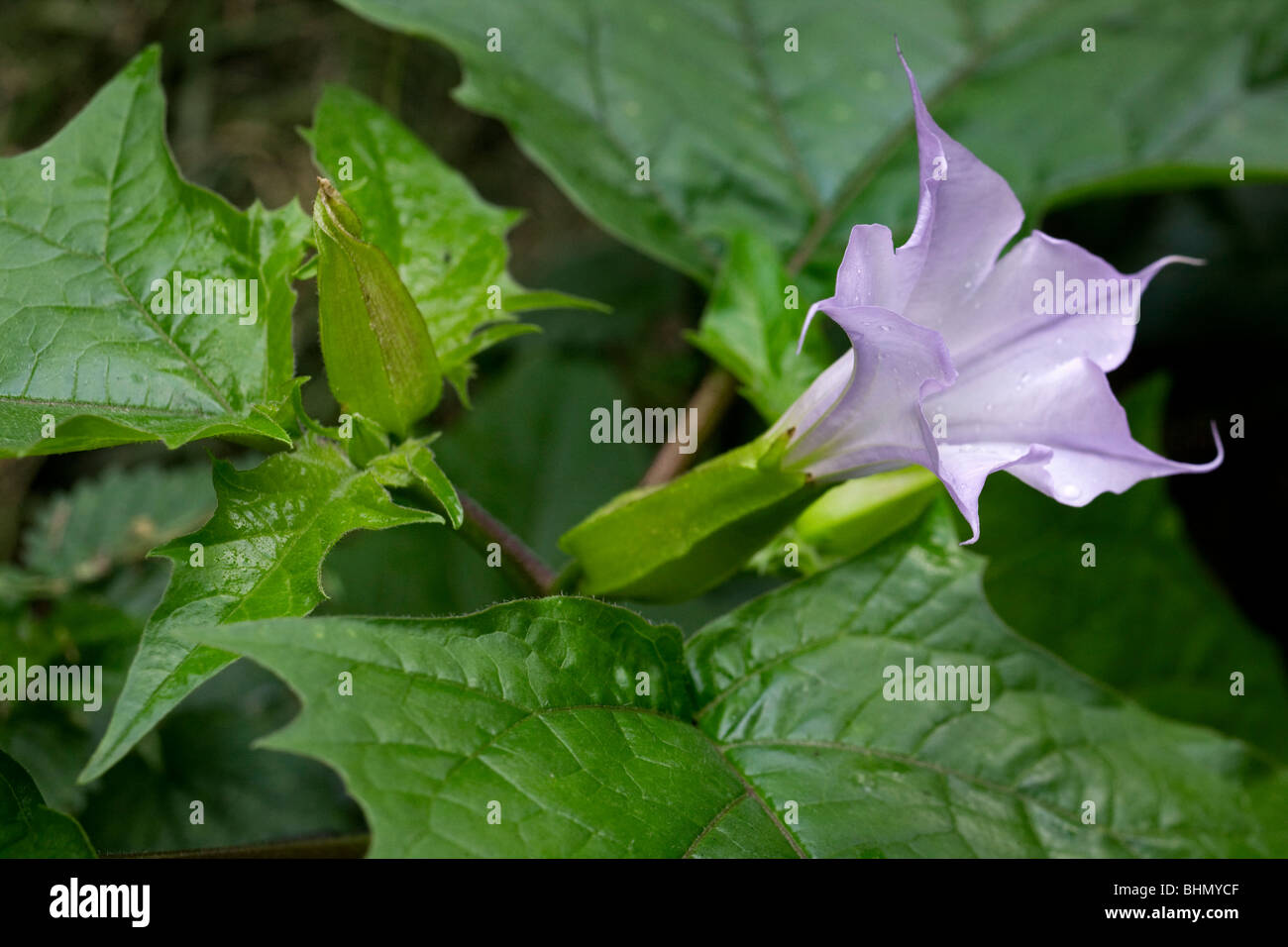 Thorn / Apple / Le datura stramoine (Datura stramonium) en fleurs Banque D'Images