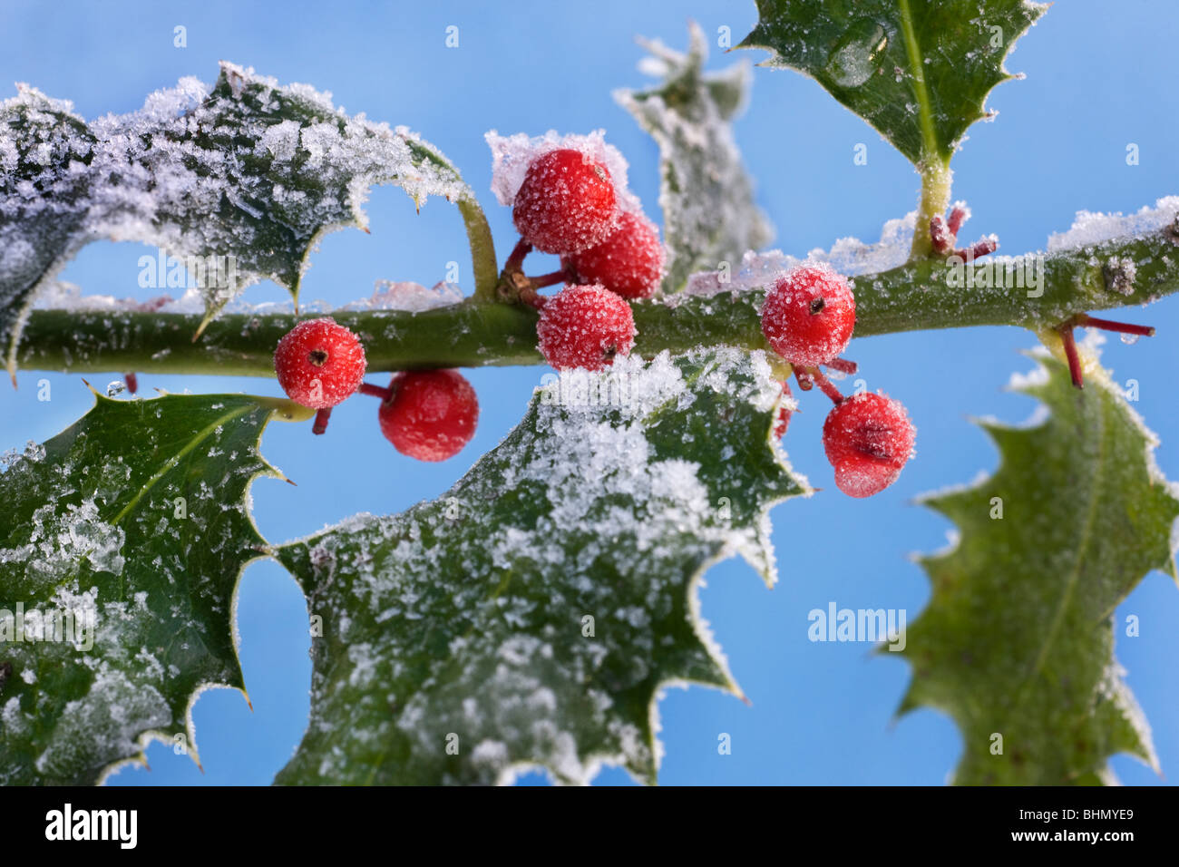 Le houx (Ilex aquifolium européenne) fruits rouges et de feuilles dans la neige en hiver Banque D'Images