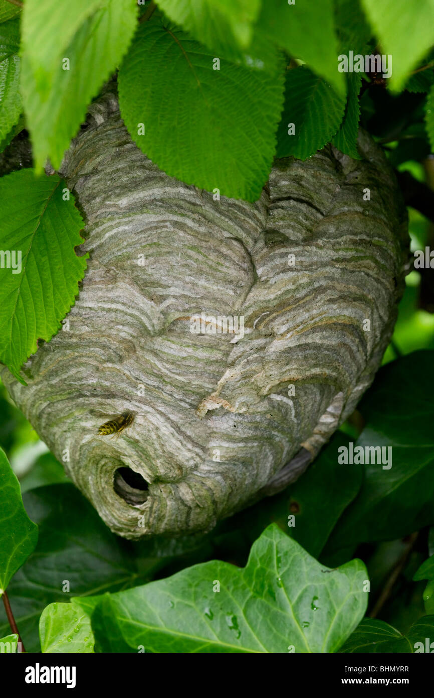 Frelon européen (Vespa crabro) niche en arbre, Belgique Banque D'Images