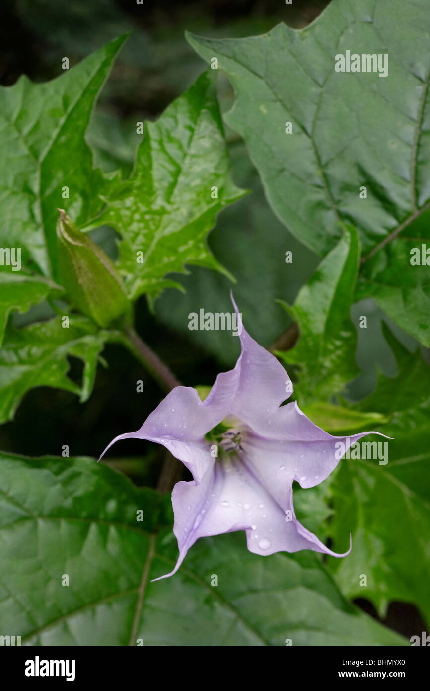 Thorn / Apple / Le datura stramoine (Datura stramonium) en fleurs Banque D'Images