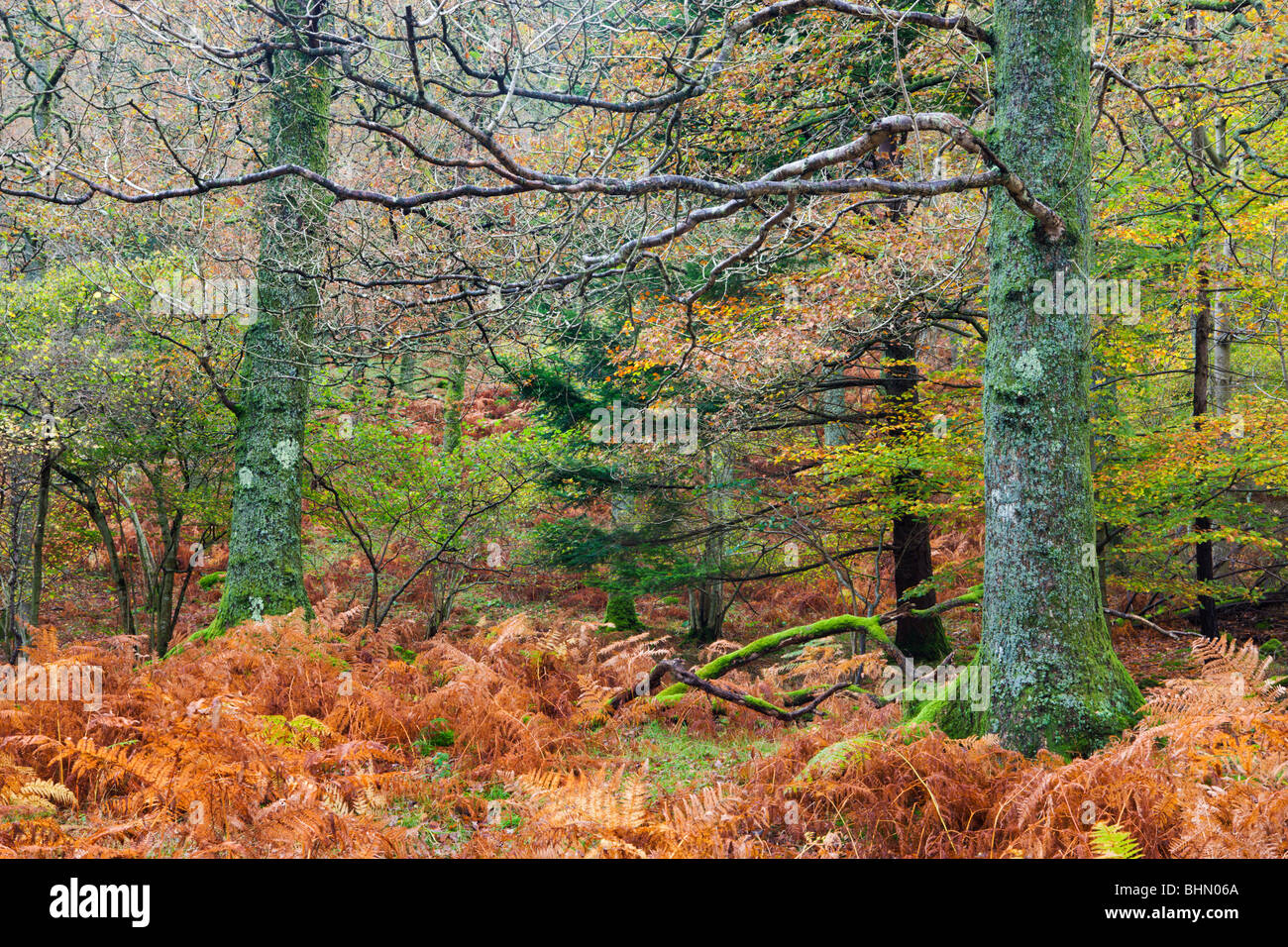 Couleurs d'automne dans une caduques à Brandelhow Park près de Keswick, Parc National de Lake District, Cumbria, England, UK. Banque D'Images