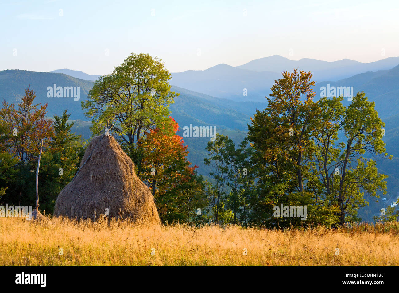Automne mountain hill avec arbre coloré et haystack (Carpates, Ukraine) Banque D'Images