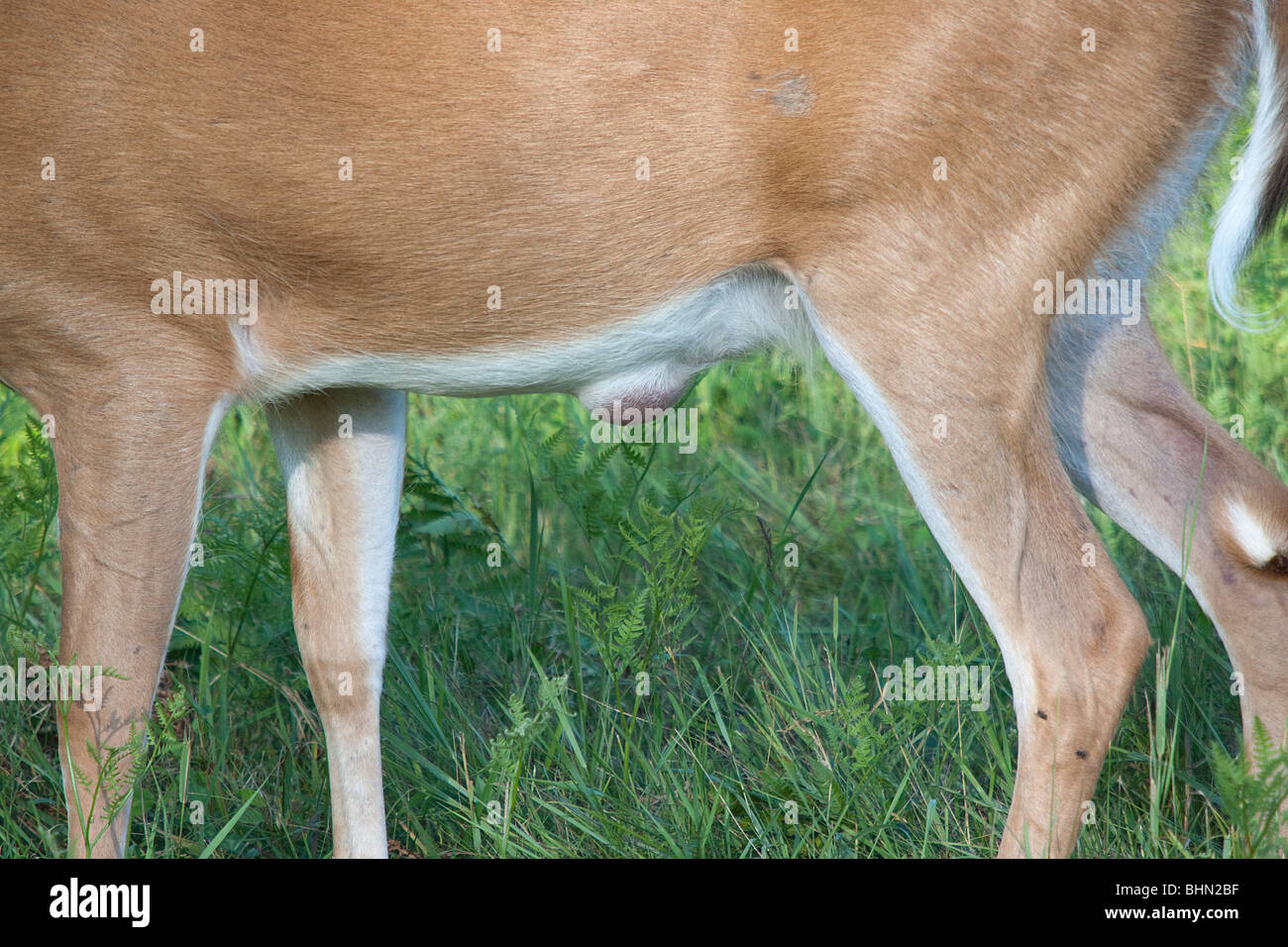 Le cerf de Virginie Banque D'Images