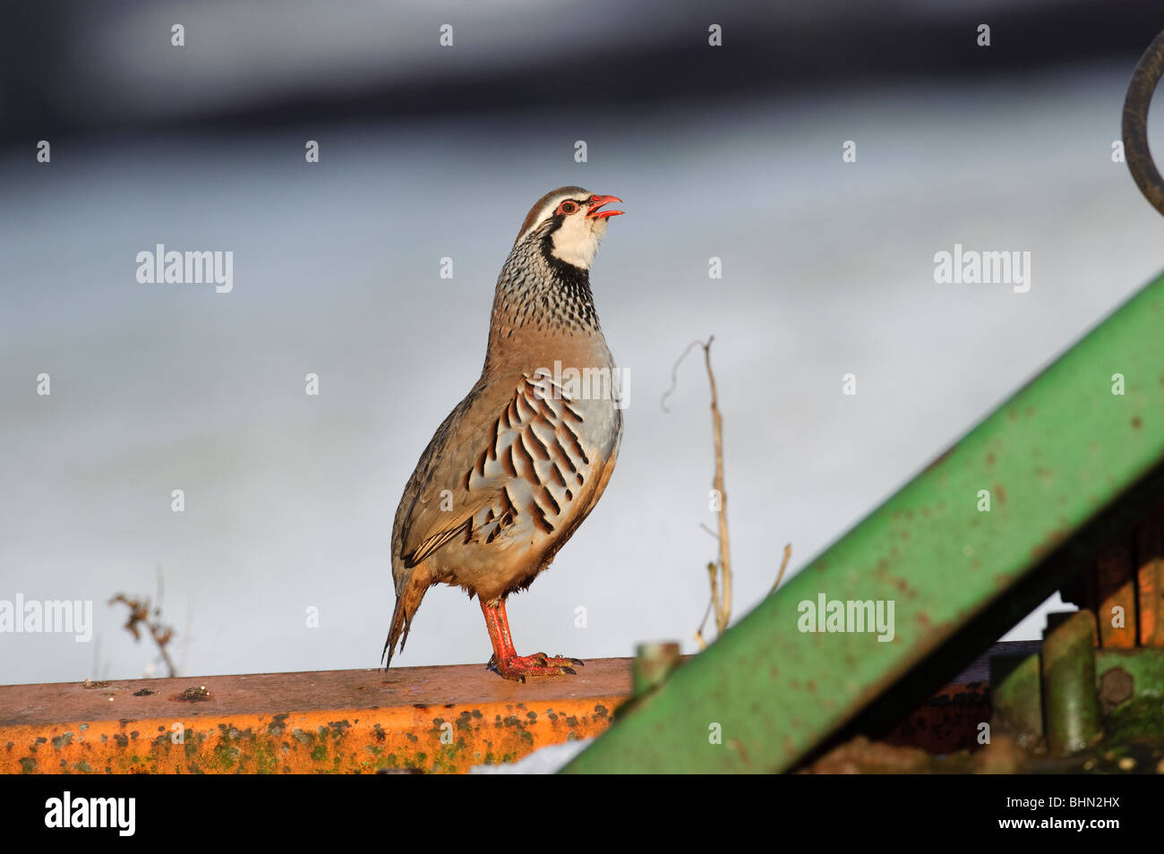 Pattes rouge- perdrix. Alectoris rufa. Tête/cou étiré jusqu'appelant. Perché sur les machines agricoles. Perdrix rouge. Rothuhn. Perdiz roja Banque D'Images