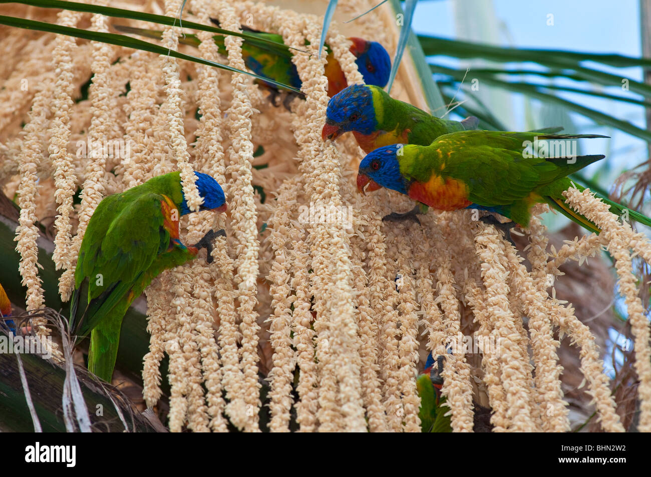 Rainbow loriquets verts (Trichoglossus haematodus) se nourrissant des bractées floraison d'un palmier dans le Queensland du nord Banque D'Images