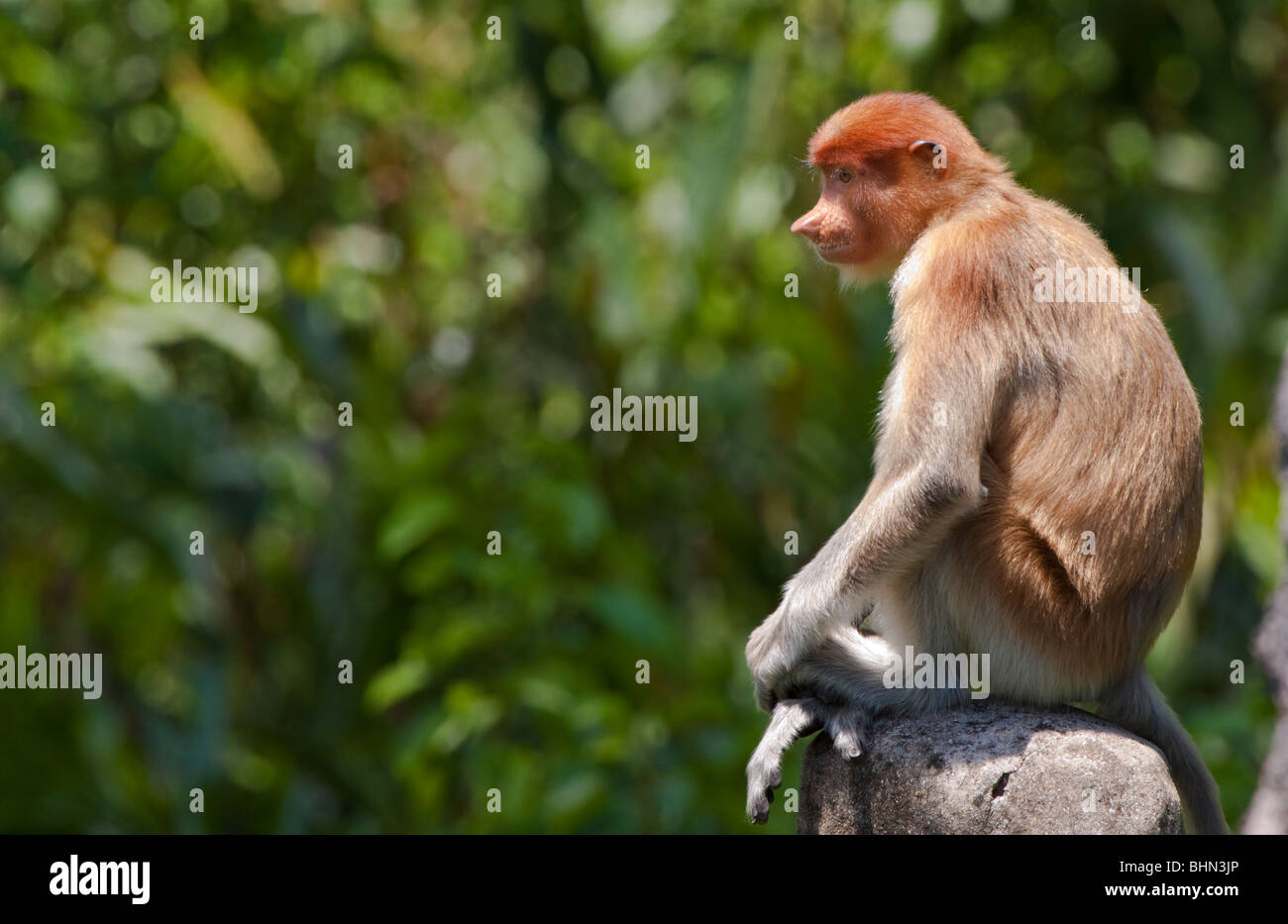 Assis Proboscis Monkey Banque D'Images